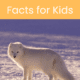 Arctic animals facts for kids from Growing Play