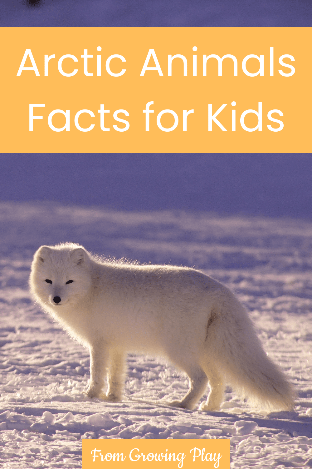 Arctic animals facts for kids from Growing Play