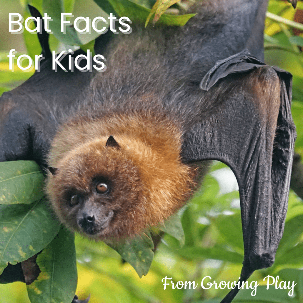 Bat Facts for Kids from Growing Play