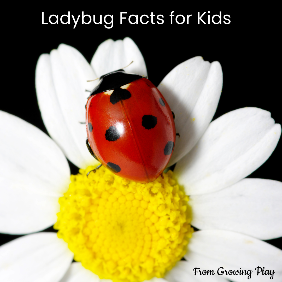 Ladybug facts for kids