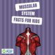 There is a lot we can learn about our muscles too, so use those muscles to sit up straight and read these muscular system facts for kids!