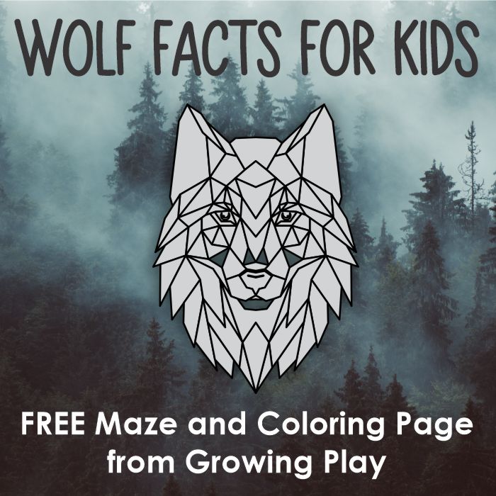 Grey wolves are some of the coolest animals out there! Learn all about what makes them so cool by reading these grey wolf facts for kids.