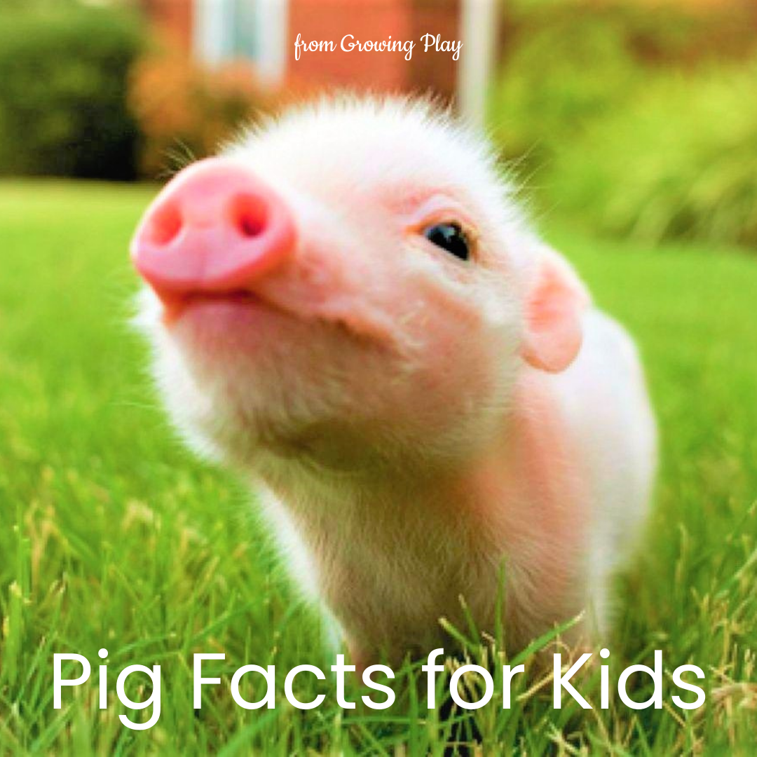 Pig Facts for Kids