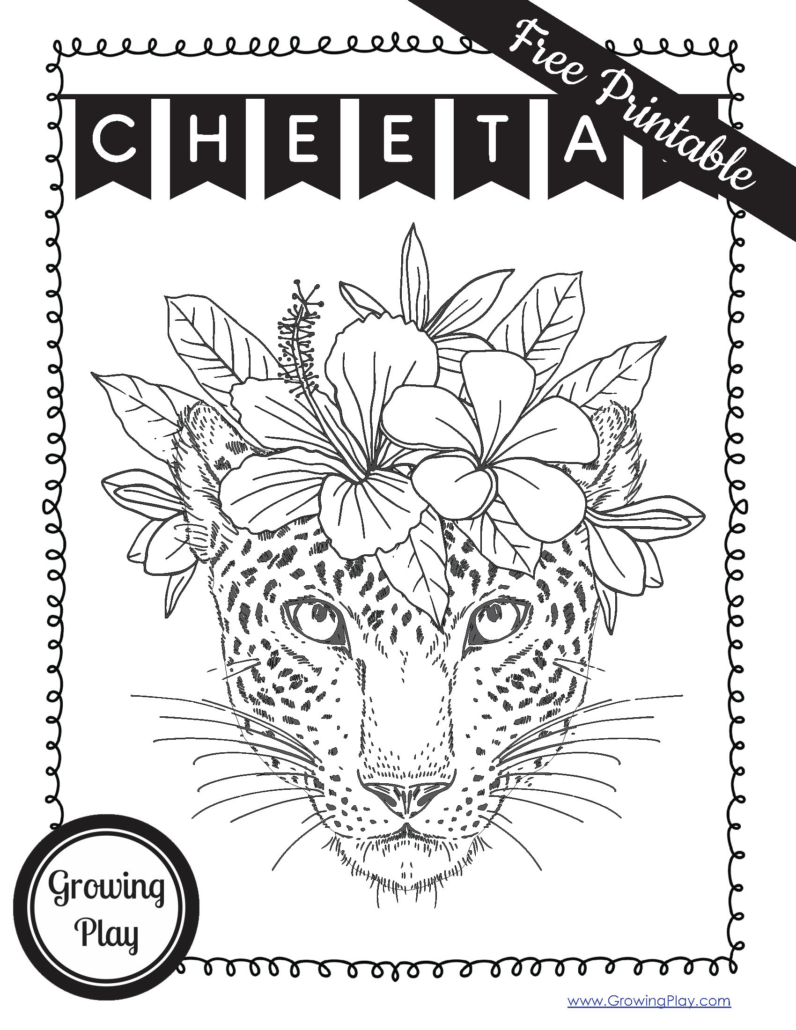 Learn all about cheetahs with over fifteen cheetah facts for kids. We will cover it all from their habitat, to the their diet, and lifespan.