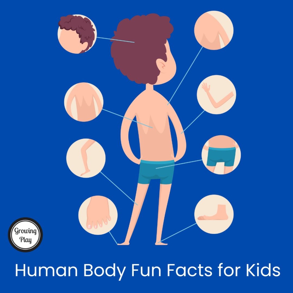 Human Body Facts for Kids