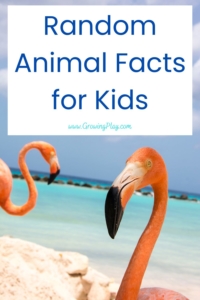 Learn some fun random animal facts for kids in this blog post. There's sure to be something new to learn PLUS free PDF printables.