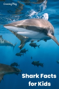 Shark Facts for Kids