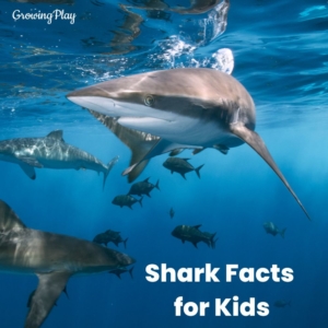 Shark facts for kids