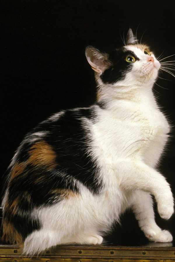 manx cat