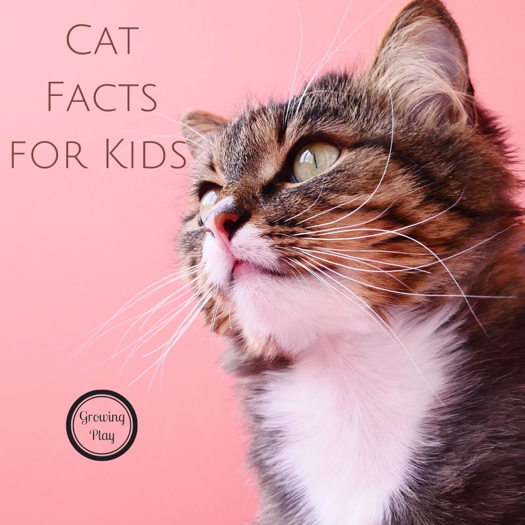 cat facts for kids