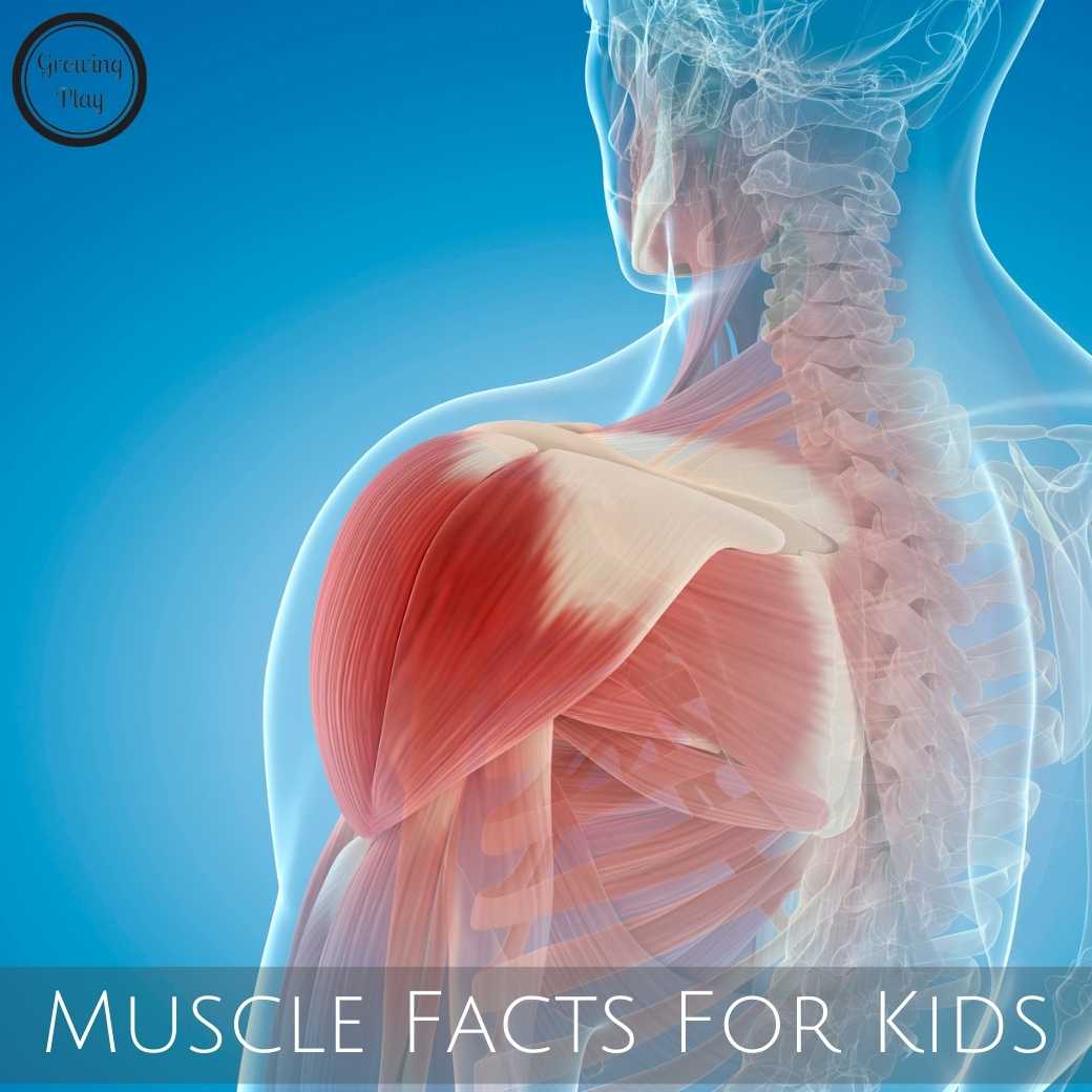 Muscle Facts For Kids