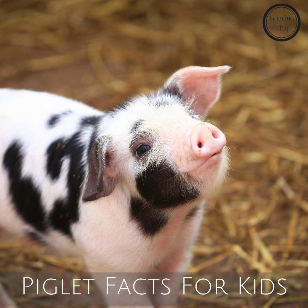 Piglet Facts For Kids