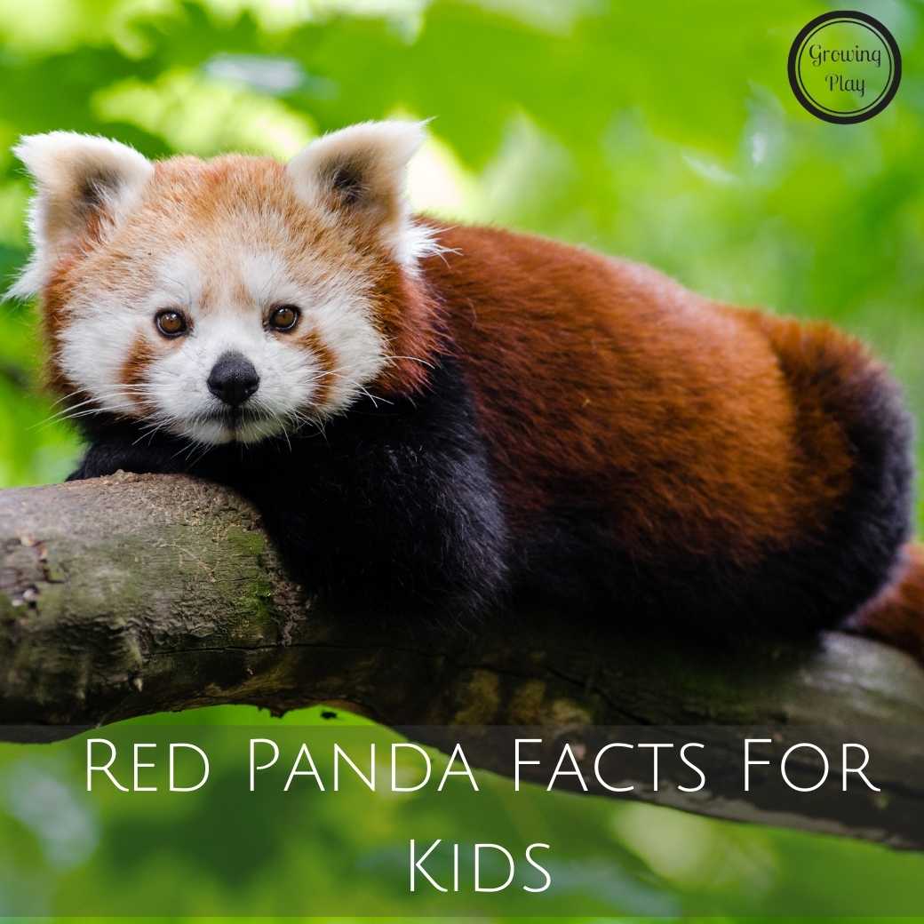 red panda facts for kids