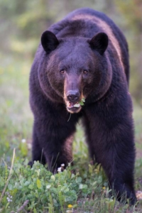 black bears facts for kids