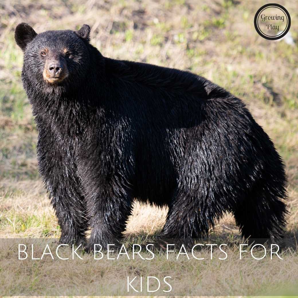 black bears facts for kids