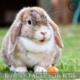 bunny facts for kids