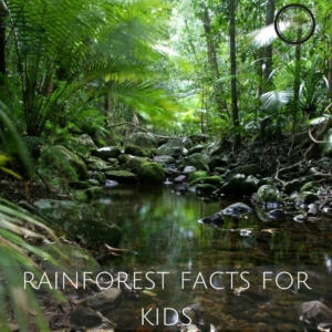 rainforest facts for kids